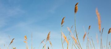 Weizen&auml;hren bewegen sich im Wind.
