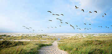 Ein Vogelschwarm fliegt über einen Strand mit grünbewachsenen Dünen.